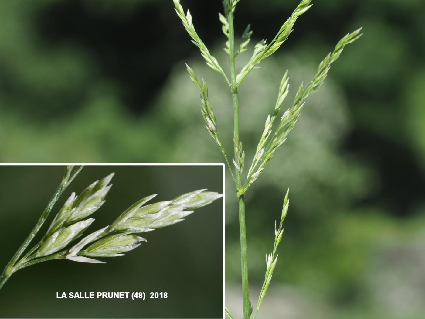 Meadow-grass, Rough-stalked fruit